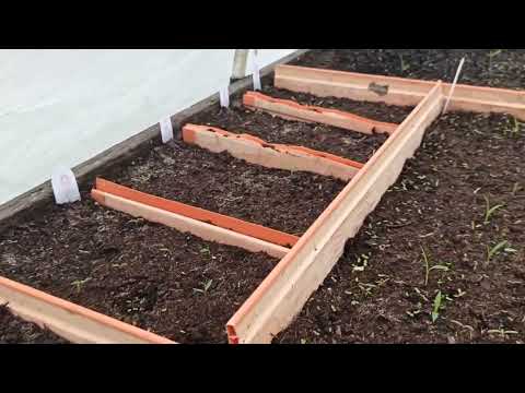 Видео: Всходы табака.