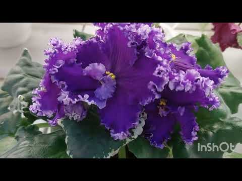 Видео: НОВИНКИ!/Дом фиалки на Пятницкой/эксклюзивные сорта#домфиалки#москва#выставка#
