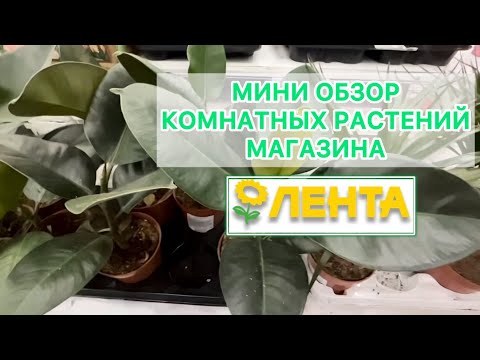 Видео: ОБЗОР РАСТЕНИЙ МАГАЗИНА «ЛЕНТА»