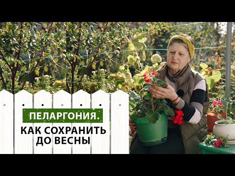 Видео: Полная инструкция, как сохранить пеларгонию до весны