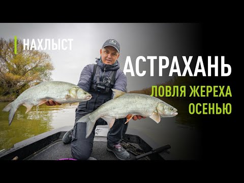 Видео: ЖЕРЕХ ловля ПОЗДНЕЙ осенью. Рабочие СТРИМЕРЫ для холодной воды, правильные шнуры и проводка.