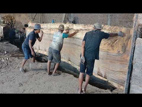 Видео: Удивительные стволы деревьев! Гениальный метод распиловки гигантских деревьев
