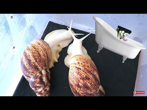 Видео: КАК НЕ УТОПИТЬ УЛИТКУ? УБОРКА КОНТЕЙНЕРА УЛИТОК АЛЬБИНО