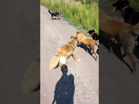 Видео: Всем привет дорогие друзья собаки из приюта ходили на прогулку