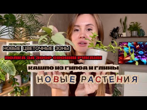 Видео: Обзор растений и новые цветочные зоны в квартире
