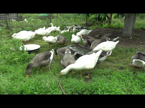 Видео: ГУСИ, КУРЫ, УТКИ, ИНДЮКИ, ЗЕЛЕНАЯ ПЛАНЕТА 2021 / ВСЯ ПТИЦА КОТОРУЮ БУДУ ВЫРАЩИВАТЬ В ЭТОМ ГОДУ