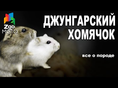 Видео: Джунгарский хомяк - Все о виде грызуна | Вид грызуна - Джунгарский хомяк