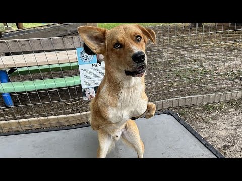 Видео: Всех щенков разобрали, а этого с патологией выбросили, но совсем скоро...