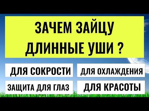 Видео: Вы гений или везунчик? Только тест на эрудицию покажет!
