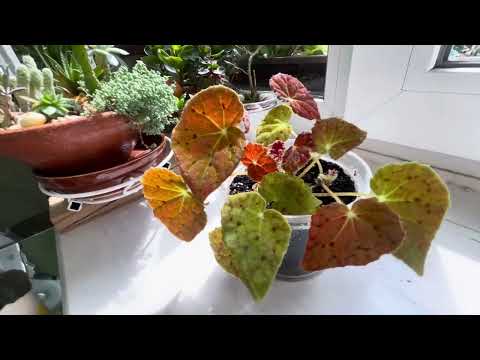 Видео: Маленькі джунглі на підвіконні🌿Огляд рослин/ч.2/26.07.25.A small jungle on the windowsill.My plants.