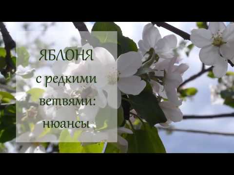 Видео: Яблоня с редкими ветвями (Нюансы). Видеокурс по обрезке деревьев. Урок 9. ©