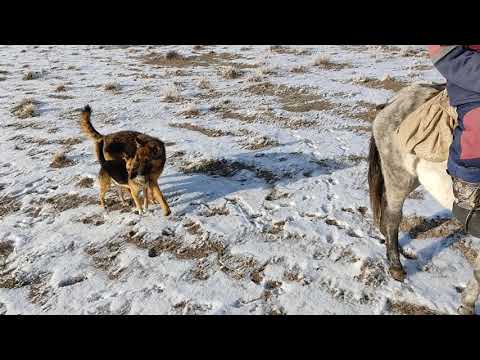 Видео: Лошак или мул? Встреча с соседским пастухом.