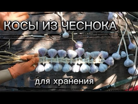 Видео: Косы из чеснока для хранения #чеснок