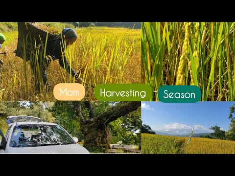 Видео: ПРИШЛО ВРЕМЯ СБОРА УРОЖАЯ 🌾🌾🌾 | Видеоблог #мама #сбор урожая #сезон #рис #рисовоеполе #поле