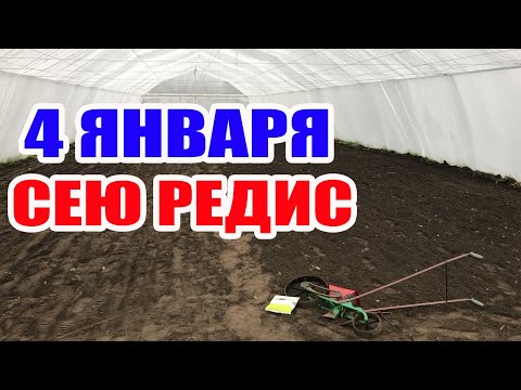 Видео: Январь сею редис в теплице ! Что получится ?