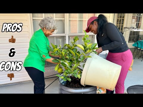 Видео: Первая пересадка лимонного дерева в новом передвижном кашпо Mom Dukes