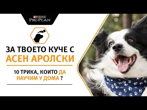 Видео: 10 трика, на които да научим кучето си у дома