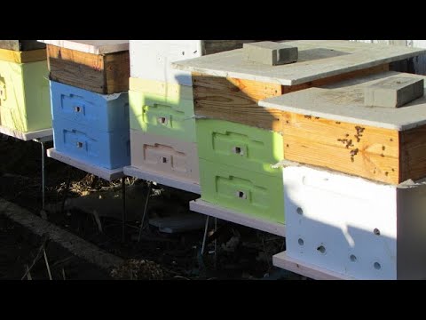 Видео: какой улей лучше - весеннее наращивание пчел, при эконом варианте улья