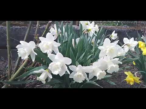 Видео: Красивые нарциссы