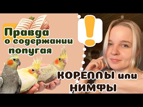 Видео: 20 фактов о попугае КОРЕЛЛА. Этичное содержание.