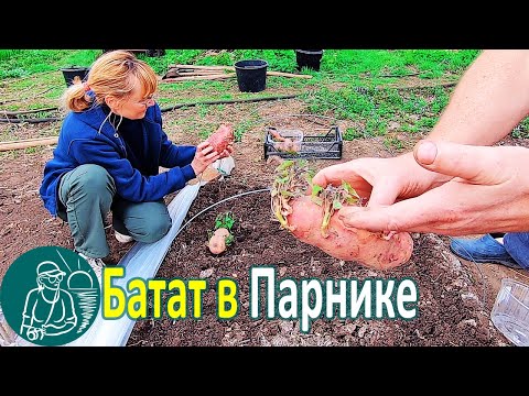 Видео: 🍠 Выращивание батата в парнике для посадки черенками в открытый грунт 🌱 Опыт Гордеевых