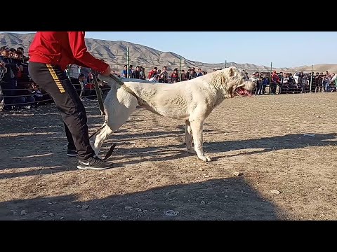 Видео: Турнир Тест Испытаний Балканабад обзор собак Turkmen It alabay Central Asian Test Work Dogs Alabai