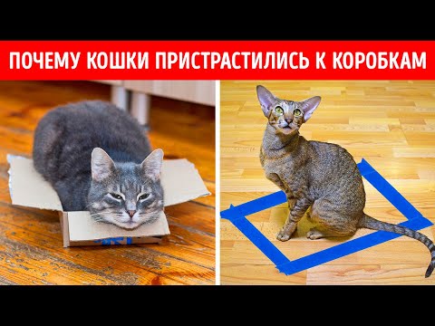 Видео: Поведение животных 101: От А до Ягуара