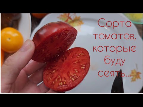 Видео: Томаты, которые мне понравились в этом сезоне. Соберу семена. Буду сеять снова...