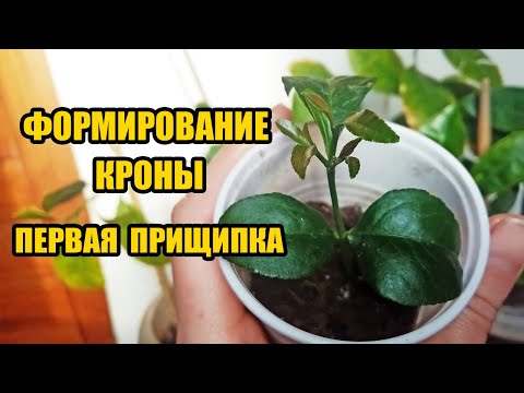 Видео: Лимон из косточки.Формирование кроны- первая прищипка- основа ствола и начало кроны