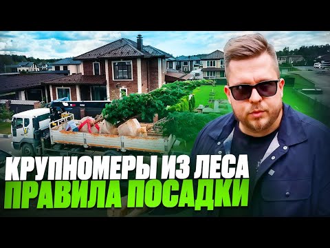 Видео: Честное признание: накопали сосен из леса на объект! Снимать ли сетку? Правила посадки крупномеров