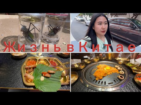 Видео: Жизнь в Китае | Мини зоопарк | Жарим мясо #中国