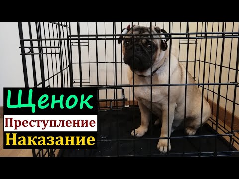 Видео: Щенок ГРЫЗЕТ мебель, плинтуса и пакостит. МОПС, уход и дрессировка.