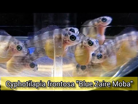 Видео: ОТ ИКРИНКИ ДО МАЛЬКА. Cyphotilapia frontosa "Blue Zaire Moba"