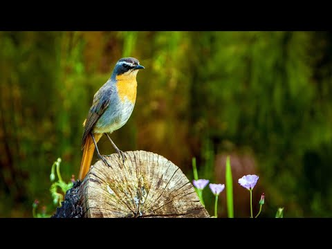 Видео: Чарующие Звуки Леса. Лесная Атмосфера, Пение Птиц, Белый Шум для Фона и Релаксации.