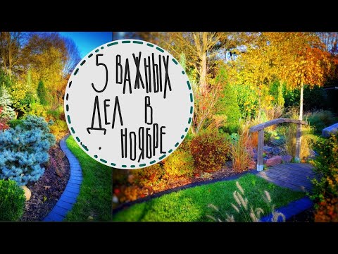 Видео: Садовые будни # 9 ☘️Секреты посадки луковичных🍀 Мама в гостях🍀Удобряю газон🍀 Яркая осень в саду☘️