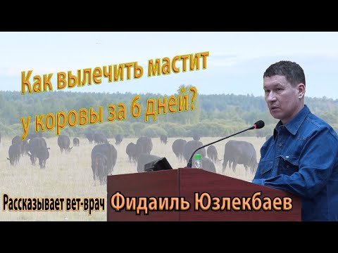 Видео: Лечение мастита у коровы без антибиотиков за 6 дней. Ч.2