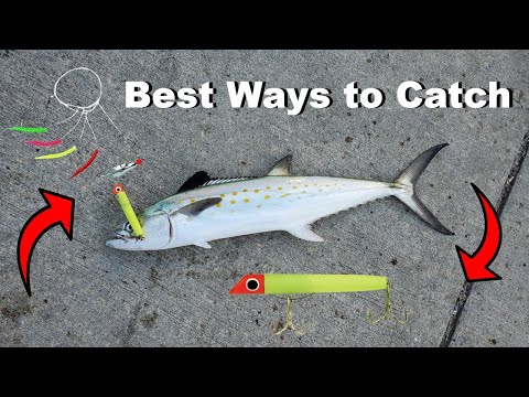 Видео: 2 лучших способа поймать испанскую макрель с пирса