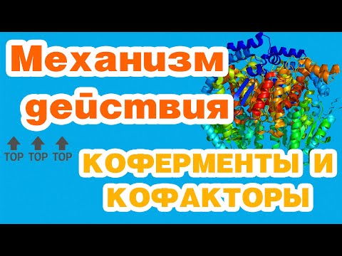 Видео: Ферменты-1//механизм действия, коферменты и кофакторы