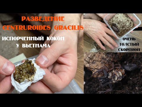Видео: Разведение Centruroides gracilis. И другие новости