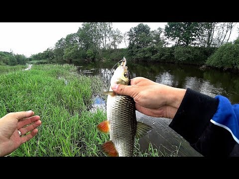 Видео: Рыбалка на голавля. Спиннинг. Малая река