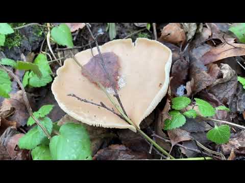 Видео: р.Северка.  Часть 2.  Повадино