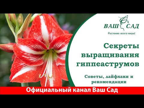 Видео: Гиппеаструм в доме, лайфхаки для успешного выращивания от Ваш сад