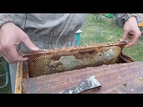 Видео: 🔴Отбор меда с обсуждением