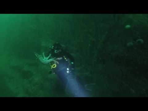 Видео: Сбор гребешка на 50