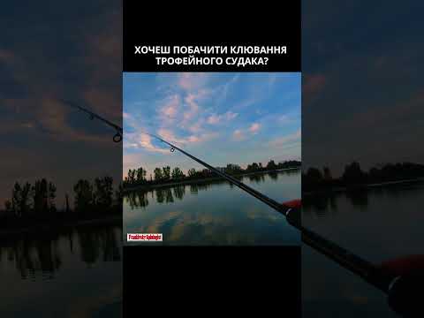 Видео: Трофейний судак, ти де? #funnyvideo #fishing #zander #судак #судакнаджиг