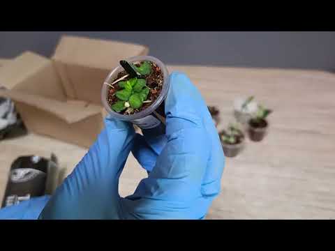 Видео: Распаковка. Последняя в этом году. #комнатныецветы #распаковка 