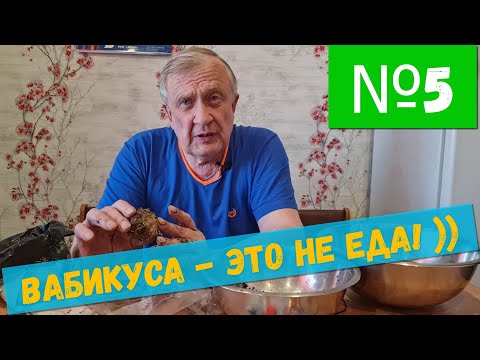 Видео: #5 Вабикуса - это искусство / Аквариумистика с Геннадием Посейдонычем