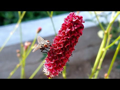 Видео: Лёгкость и воздушная вуаль в саду! Кровохлебка, Клопогон и Посконник! Обзор сортов в моем саду