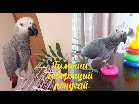 Видео: Тимоша говорящий попугай, вид Жако. Подборка видео #6