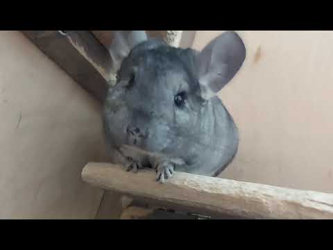 Видео: БЕРЕМЕННОСТЬ ШИНШИЛЛЫ 🐨 роды и схватки